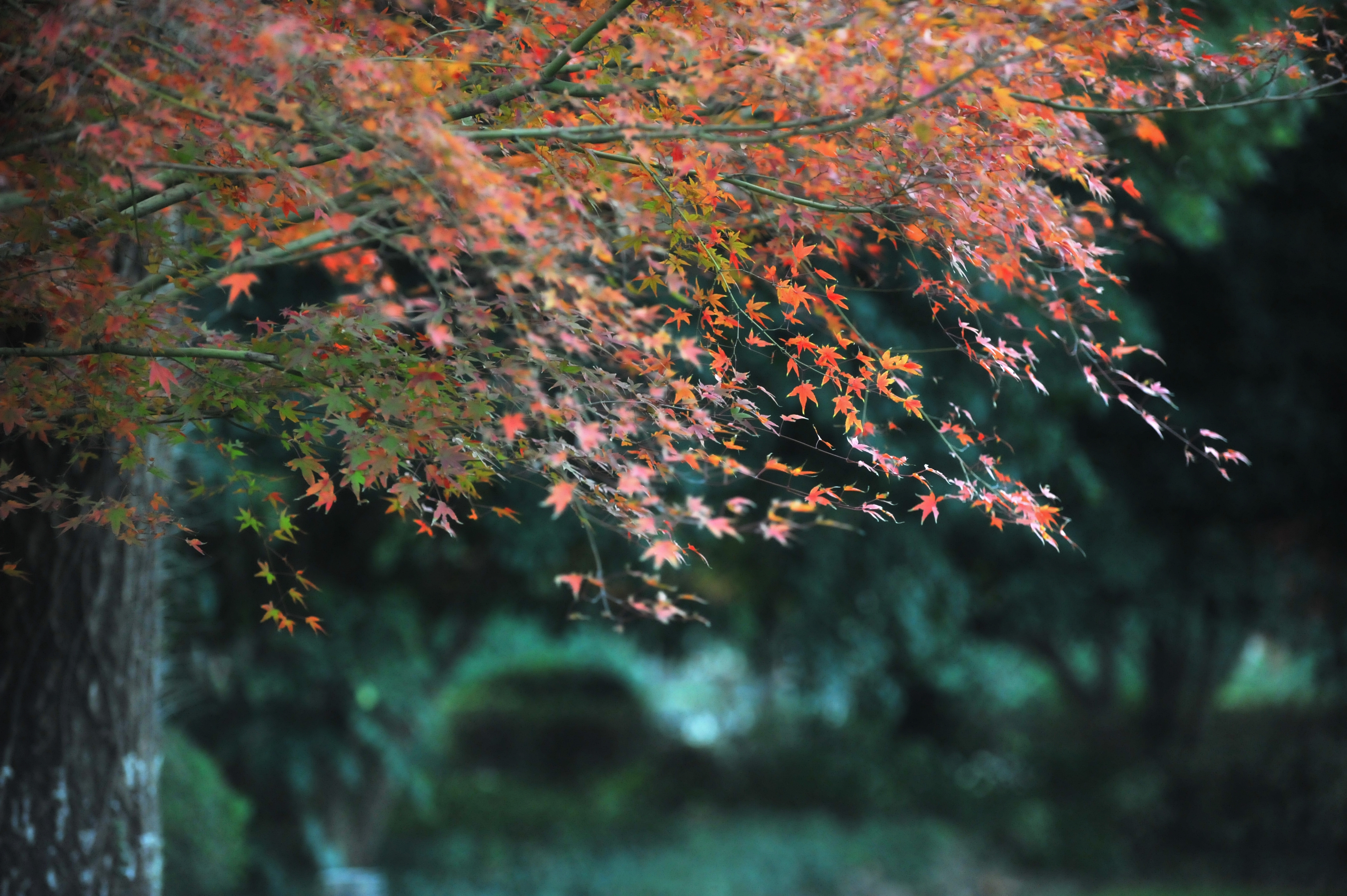 校园风景